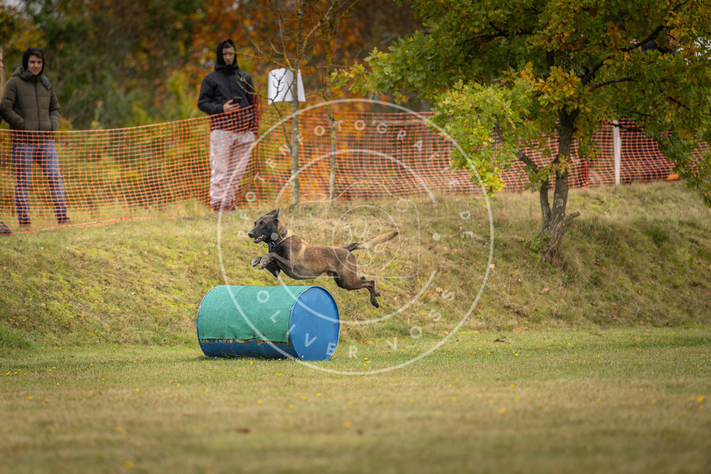 Pfotenfotografie_DV3A4621 | Hundefotografie, Tierfotograf, Pfotenfotografie, Fotoshooting Hund, Hunde Portrait, Hundesport, Hundeportraits, Heideshooting, Hunde, Sportfotograf, Hundefotograf, Turnierhundsport, THS,  - Realisiert mit Pictrs.com