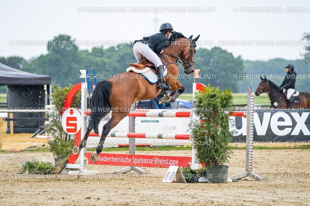 DSC08736 | Pferdegrafie