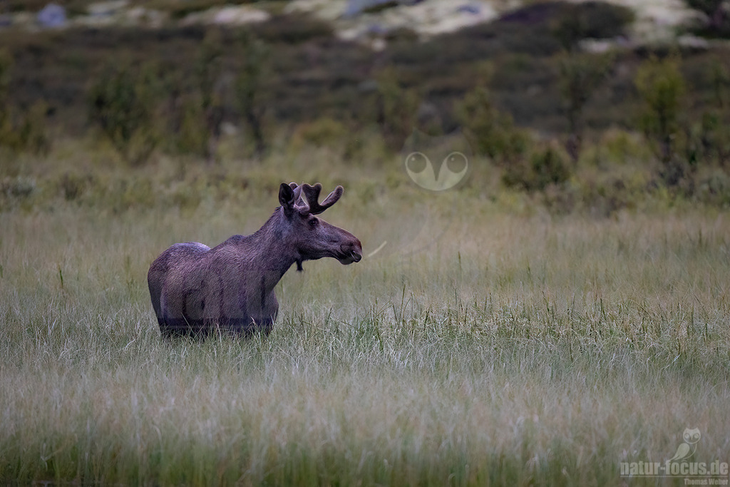 R6NF8467-20230727 | Der Elch (Alces alces) ist die größte heute vorkommende Art der Hirsche. Sein Lebensraum erstreckt sich über Nordeuropa, Nordasien und Nordamerika. - Realisiert mit Pictrs.com