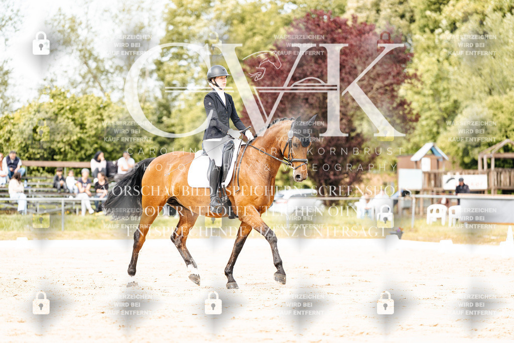 CK900943 | Turnierfotografie Pferdefotografie Trier Rheinland-Pfalz Pferdesport Reitsport Tierfotografie Sportfotografie Pferdevideo Pferdevideografie Equestrianvideography equestrianphotography  - Realisiert mit Pictrs.com