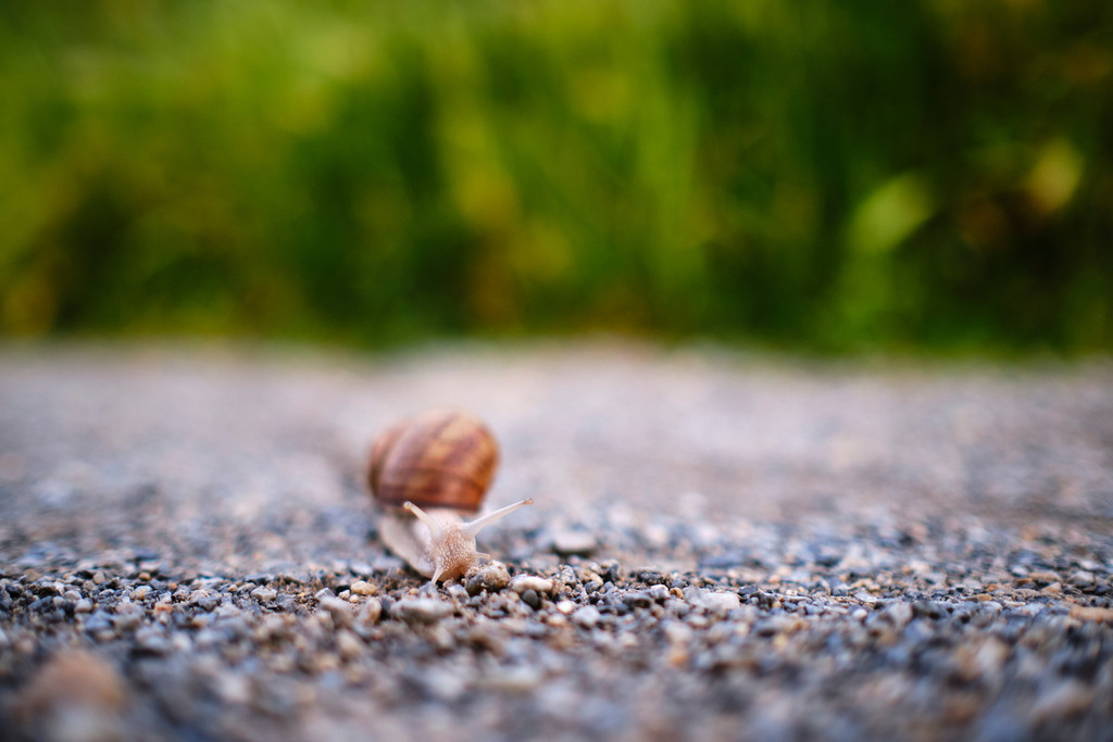 Weinbergschnecke kriecht auf einer Kiesstrasse entlang | Wien, Austria - June 29, 2020: Weinbergschnecke kriecht auf einer Kiesstrasse entlang. - Realisiert mit Pictrs.com