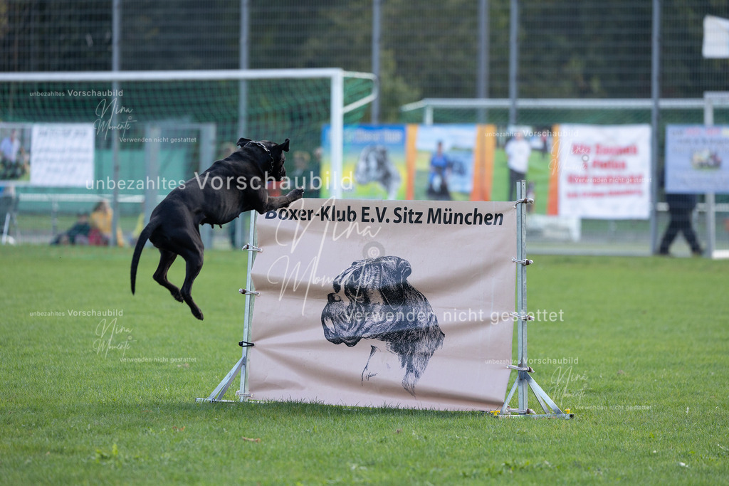 _16A5574 | Einzigartige Fotos von Hunden & Menschen –Actionfotos, Portraits, Vereinsaufnahmen & Paarshootings – authentisch, lebendig & mit Herz.