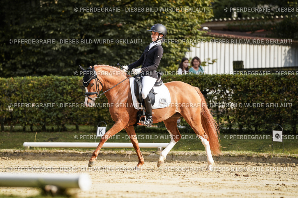 DSC06006 | Pferdegrafie