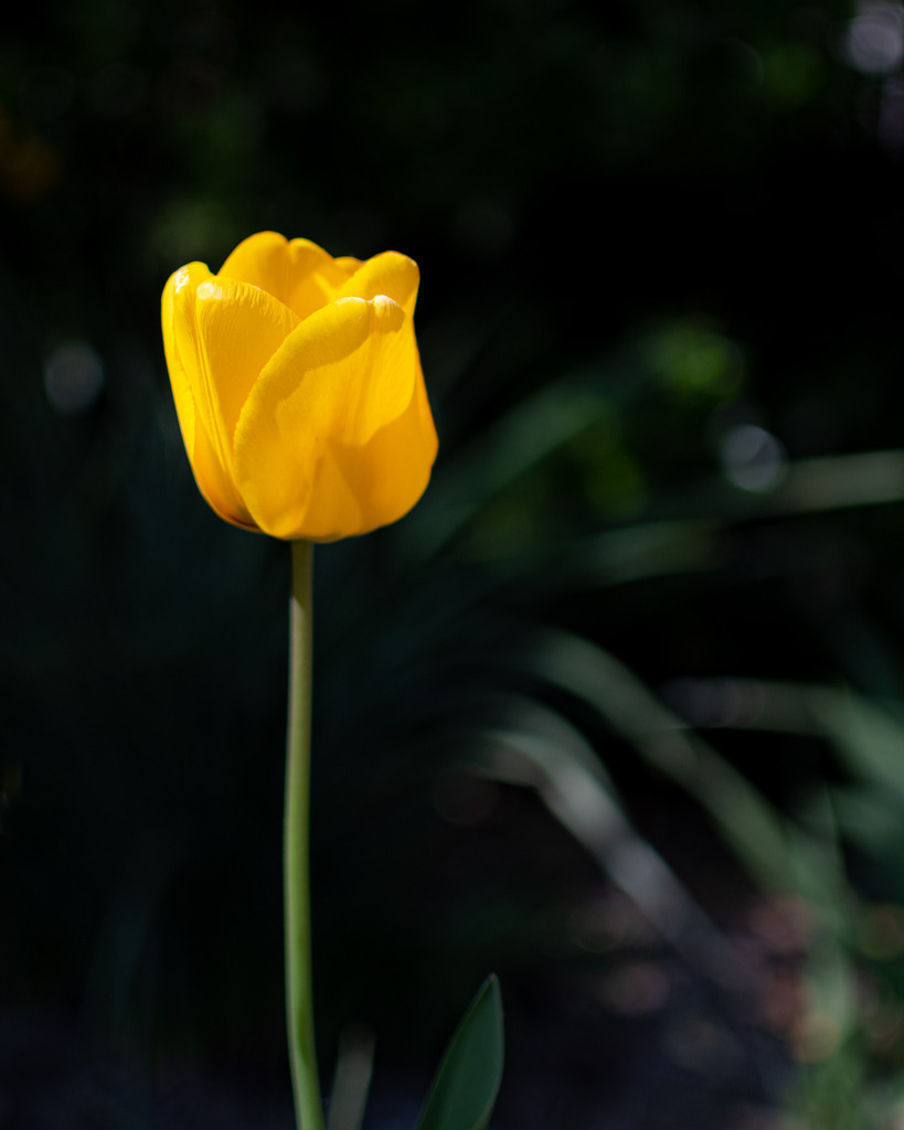 _DSC0867 | renerovisanfotoart.com