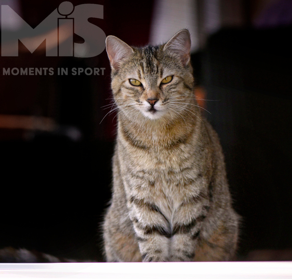 mis_061017_bf_78.JPG | 17.09.2022,  In einem Haus in Bad Wörishofen im Unterallgäu: EIne Katze als Haustier  - Realisiert mit Pictrs.com
