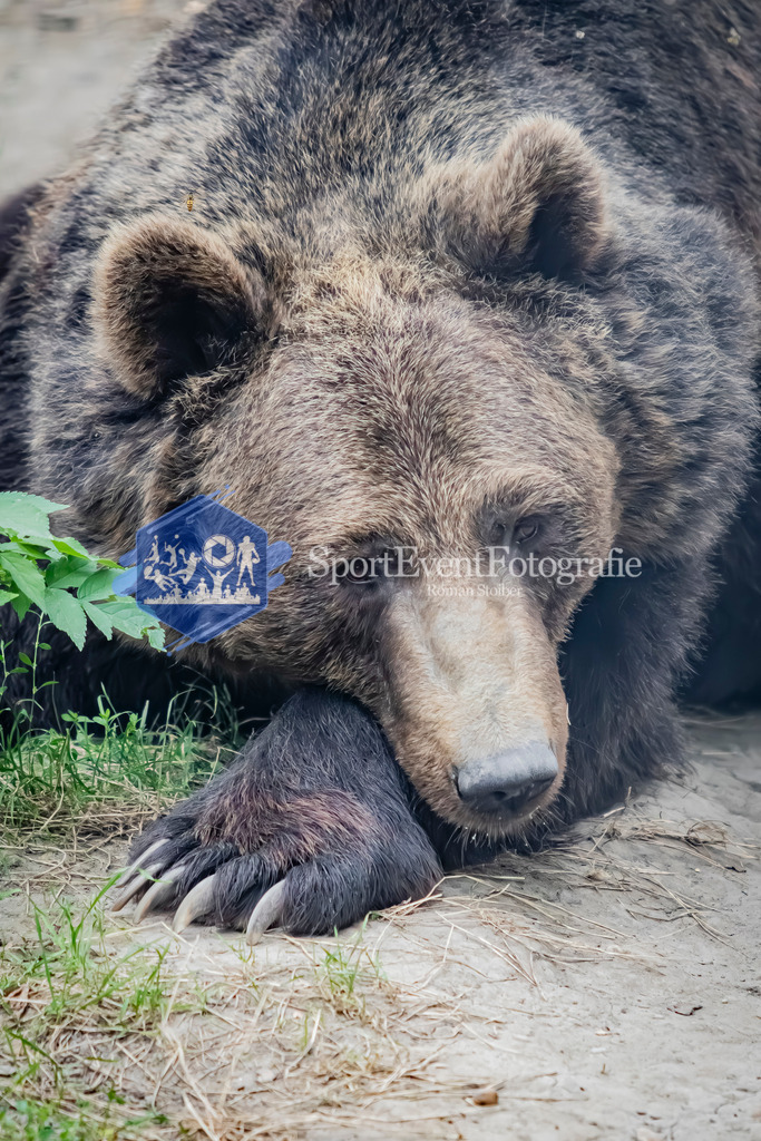 IMG_3998 | SportEventFotografie - Roman Stoiber