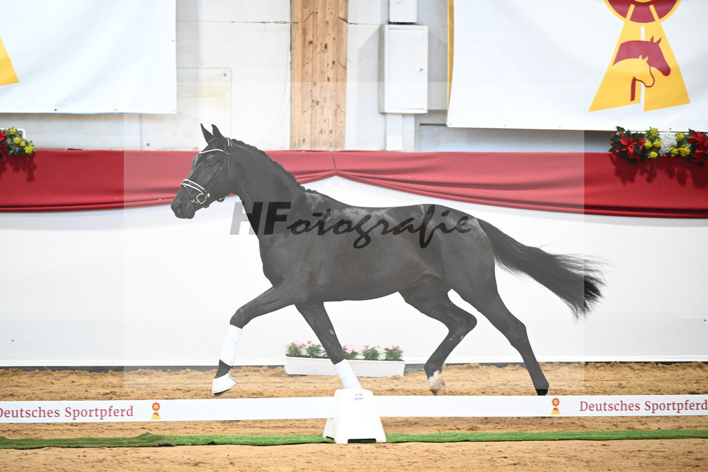 Kat-Nr. 3 Bellany x Florestan I_Schulze-Averdiek_43231658 | hf-fotografie - Realisiert mit Pictrs.com