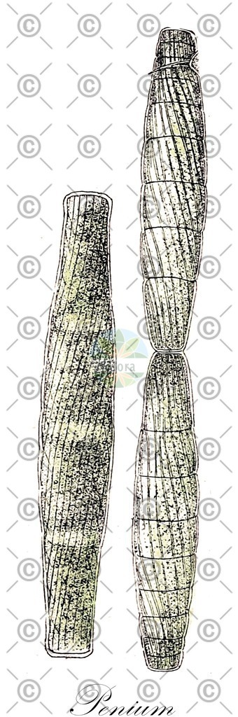 HistAbb_wfo-0001138767_1_ENZY_Simple | Historische Abbildung von Penium - Peniaceae (0) | Historical Illustration of Penium - Peniaceae (0)