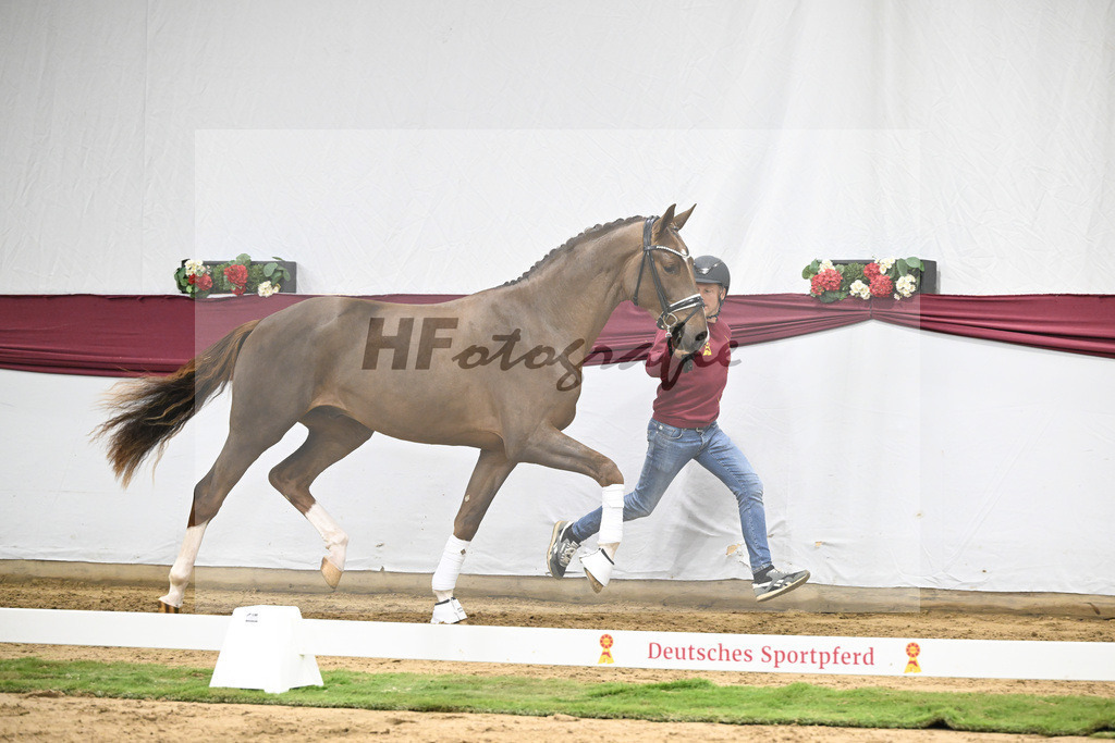 Kat-Nr. 48 Valdiviani x De Beau_Schult Horses GmbH _ Co. KG_47251683 | hf-fotografie - Realisiert mit Pictrs.com