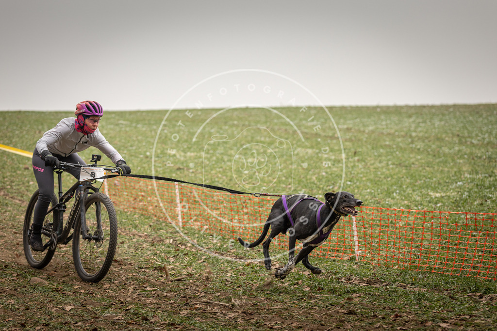 Pfotenfotografie_DV3A3534 | Hundefotografie, Tierfotograf, Pfotenfotografie, Fotoshooting Hund, Hunde Portrait, Hundesport, Hundeportraits, Heideshooting, Hunde, Sportfotograf, Hundefotograf, Turnierhundsport, THS,  - Realisiert mit Pictrs.com