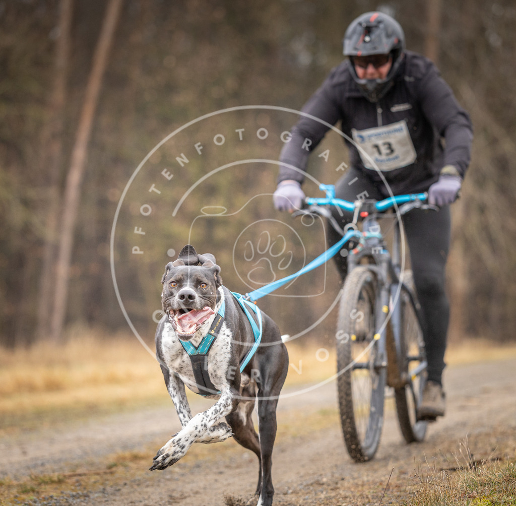 DV3A3233 | Hundefotografie, Tierfotograf, Pfotenfotografie, Fotoshooting Hund, Hunde Portrait, Hundesport, Hundeportraits, Heideshooting, Hunde, Sportfotograf, Hundefotograf, Turnierhundsport, THS,  - Realisiert mit Pictrs.com