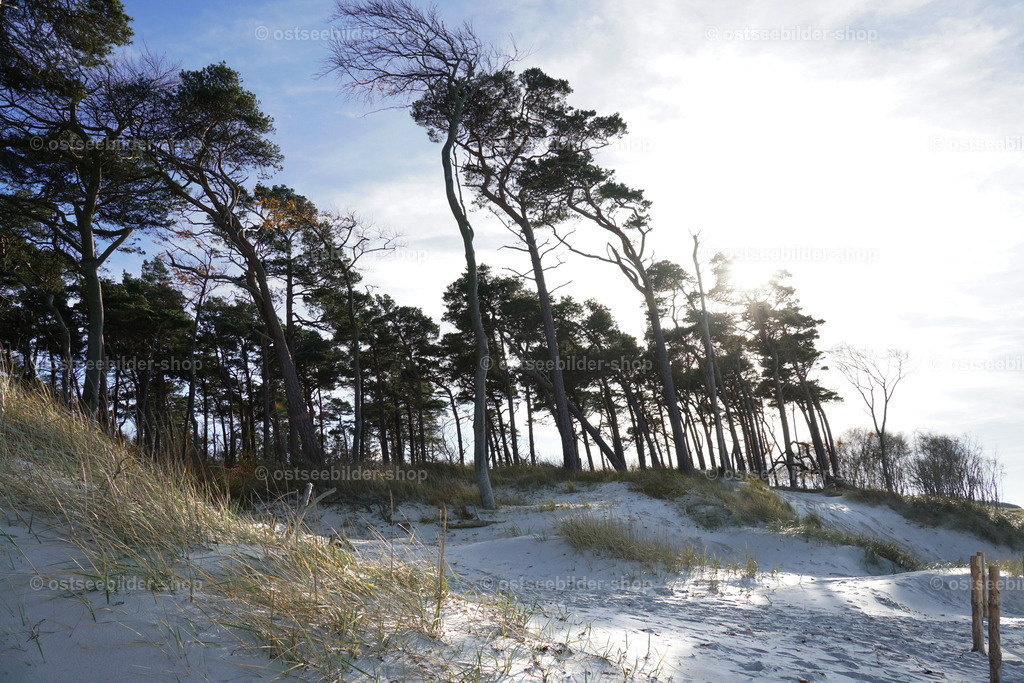 Bewaldete Düne im Gegenlicht | Wenn der stetige Westwind an den Baumkronen zerrt und die winterlichen Sturmfluten an manchen Abschnitten ganze Dünenbereiche landeinwärts verschieben, dann trifft man immer wieder auf neue Dünen aus feinem Sand, wenn man den Weststrand auf längerer Strecke entlang läuft.