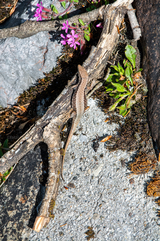 Mauereidechse _fatzi_20210516-110055-_fatzi | Fatzi Bilder-Archiv! 
Die Bilder sind für private Nutzung lizenzfrei. Die kommerzielle Nutzung ist möglich und erwünscht, jedoch bitte ich um vorherige Kontaktaufnahme per E-Mail (info@fatzi.at) oder unter +43 650 7828269 - Realisiert mit Pictrs.com