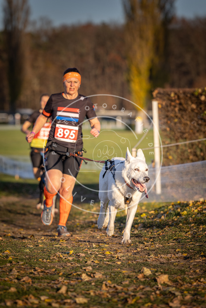 CaniXpix_DV3A4536 | Hundefotografie, Tierfotograf, Pfotenfotografie, Fotoshooting Hund, Hunde Portrait, Hundesport, Hundeportraits, Heideshooting, Hunde, Sportfotograf, Hundefotograf, Turnierhundsport, THS,  - Realisiert mit Pictrs.com