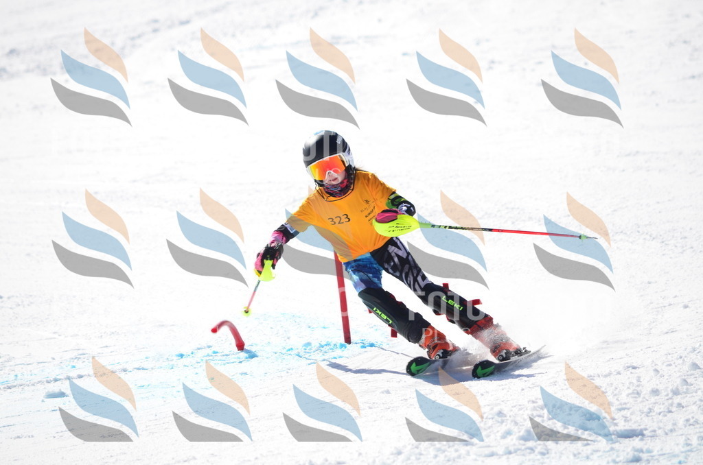 C9592 | holidayphoto