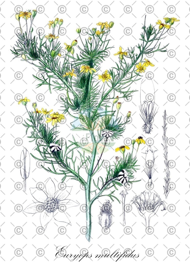HistAbb_wfo-0000965561_1_ENZY_Simple | Historische Abbildung von Euryops multifidus - Asteraceae | Historical Illustration of Euryops multifidus - Asteraceae