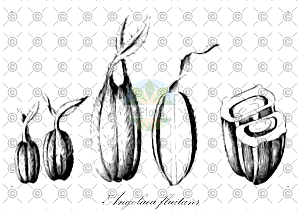 HistAbb_wfo-0000536542_381_ENZY_Simple | Historische Abbildung von Angolaea fluitans - Podostemaceae | Historical Illustration of Angolaea fluitans - Podostemaceae