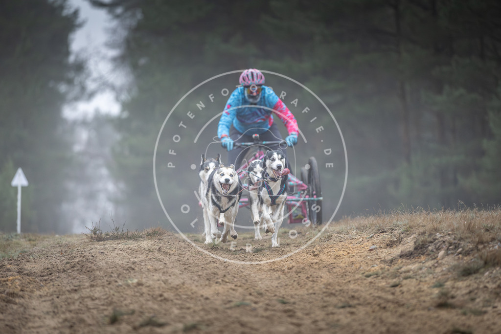 Pfotenfotografie_DV3A0490 | Hundefotografie, Tierfotograf, Pfotenfotografie, Fotoshooting Hund, Hunde Portrait, Hundesport, Hundeportraits, Heideshooting, Hunde, Sportfotograf, Hundefotograf, Turnierhundsport, THS,  - Realisiert mit Pictrs.com