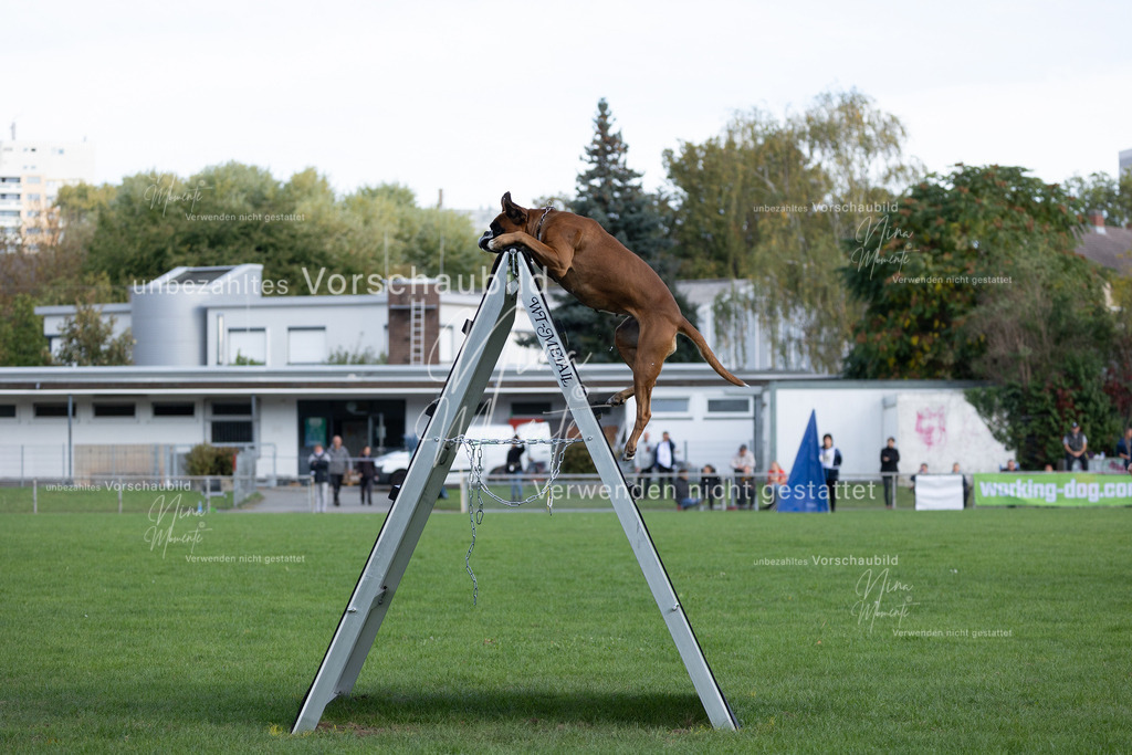 _16A5623 | Einzigartige Fotos von Hunden & Menschen –Actionfotos, Portraits, Vereinsaufnahmen & Paarshootings – authentisch, lebendig & mit Herz.