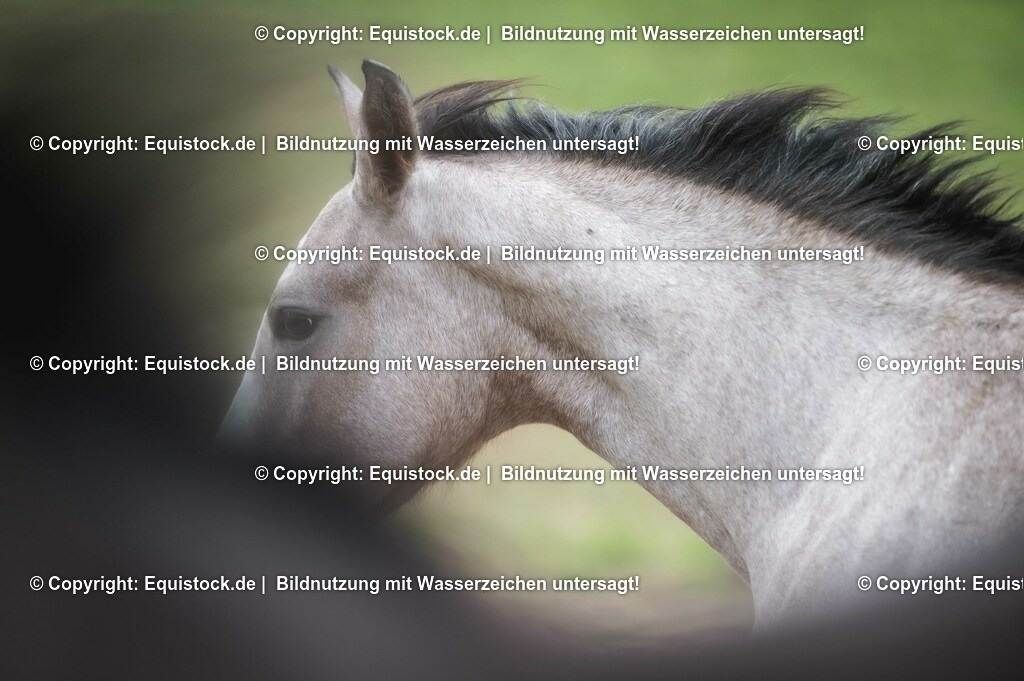 20201005_Fohlen_0073 | equistock