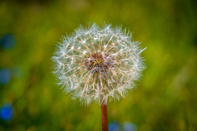 Pusteblume | Pusteblume, Löwenzahn Pflanze (Taraxacum) auf einer Wiese, Schönheide, Sachsen, Deutschland - Realisiert mit Pictrs.com
