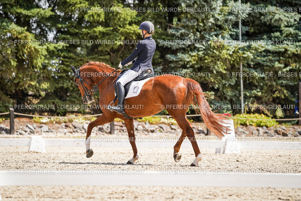 DSC01289 | Pferdegrafie