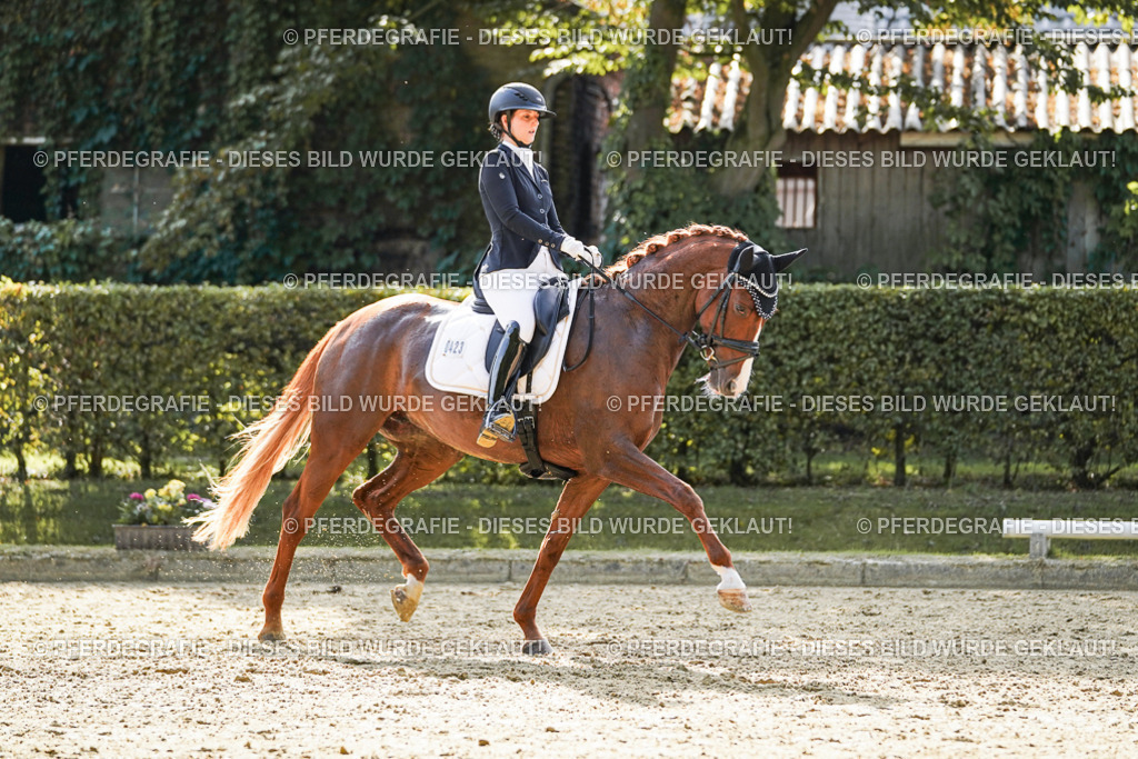 DSC07567 | Pferdegrafie