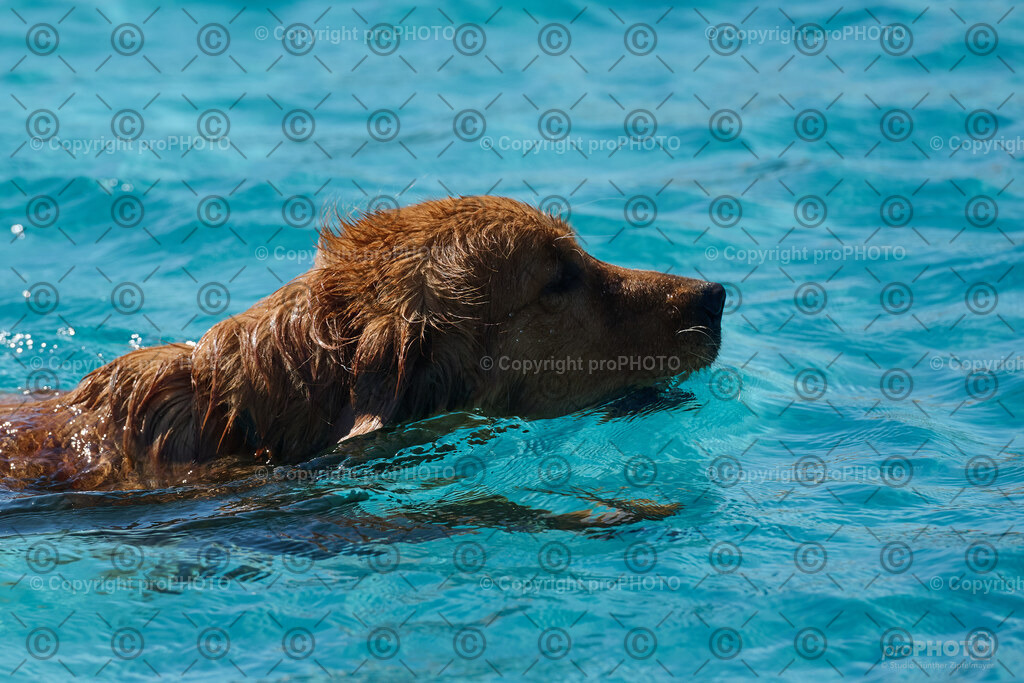 144_202509_4Hundebadetag_NZ9_2596 | proPHOTO - Realisiert mit Pictrs.com