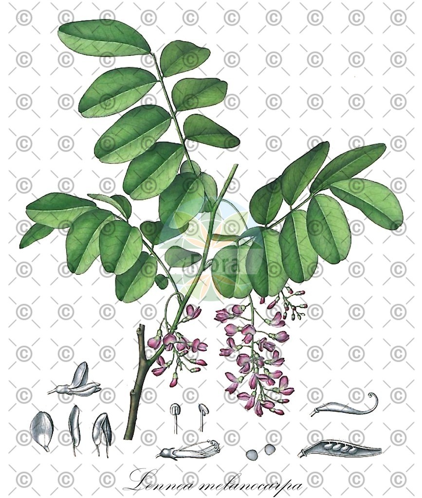 HistAbb_wfo-0000363464_2_ENZY_Simple | Historische Abbildung von Lennea melanocarpa - Fabaceae | Historical Illustration of Lennea melanocarpa - Fabaceae