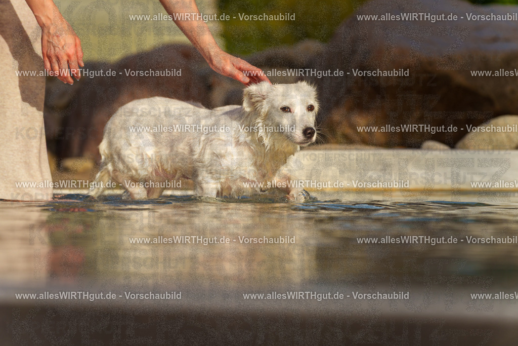 Hundeschwimmen_Grefrath_2026-allesWIRTHgut_Tierfotografie-15_39-7R509441 | Professionelle Tierfotografie in Mönchengladbach von Daniel Wirth (allesWIRTHgut). Liebevolle & natürliche Bilder von Hunden & Katzen für unvergessliche Erinnerungen.
