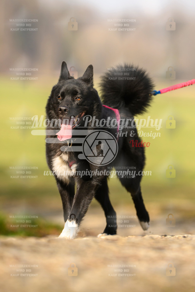 MompixPhotography_6ReiatRennen2026_SA_HappyDog-77 | PayLife