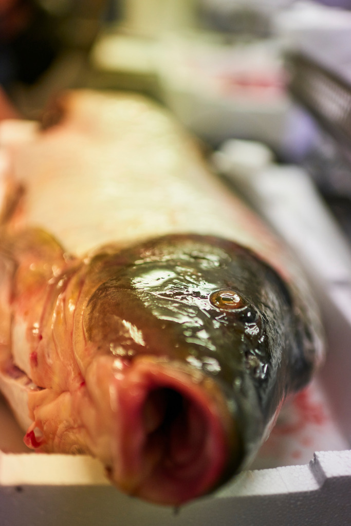Detailaufnahmen in der Fischfabrik | San Feliciano, Italien - August 31, 2016: Lago Trasimeno: Pescheria Pescatori del Trasimeno; Detailaufnahmen in der Fischfarbrik. - Realisiert mit Pictrs.com