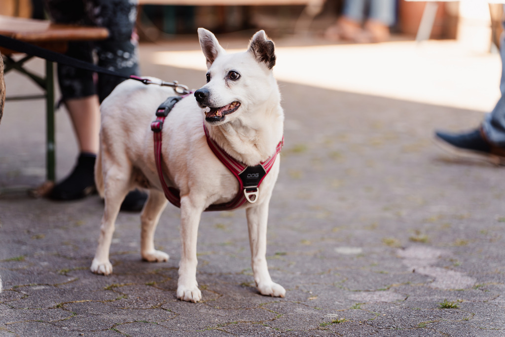 20260426-62 | MuT (Mensch und Tier) mit Mona - Fotografie und Tierkommunikation - Realisiert mit Pictrs.com