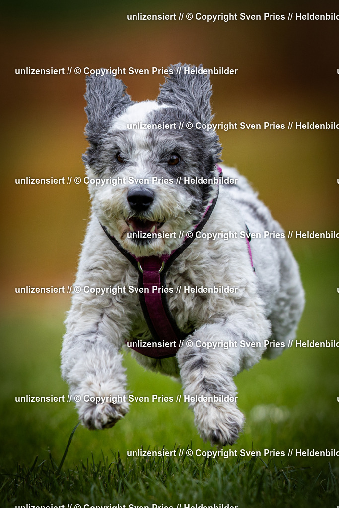 Sven Pries | 2025-04-13 - Hunderennen Baden-Baden - Realisiert mit Pictrs.com