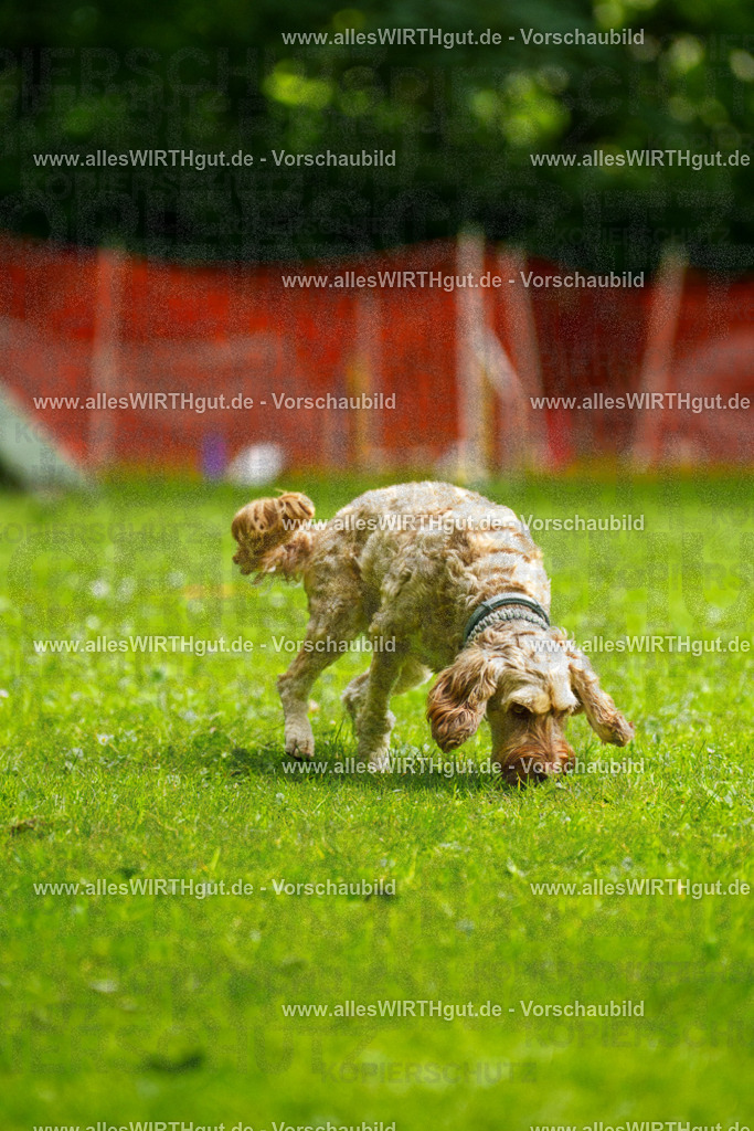 @allesWIRTHgut_Tierfotografie - www.allesWIRTHgut.de - 092149-7R506978 | Professionelle Tierfotografie in Mönchengladbach von Daniel Wirth (allesWIRTHgut). Liebevolle & natürliche Bilder von Hunden & Katzen für unvergessliche Erinnerungen.