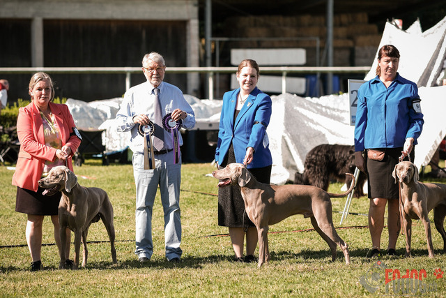 CACIB Aarau | CACIB Aarau, Swiss Dog Show  28062025 Foto: Leo Wyden