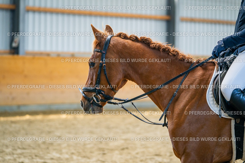 DSC01115 | Pferdegrafie