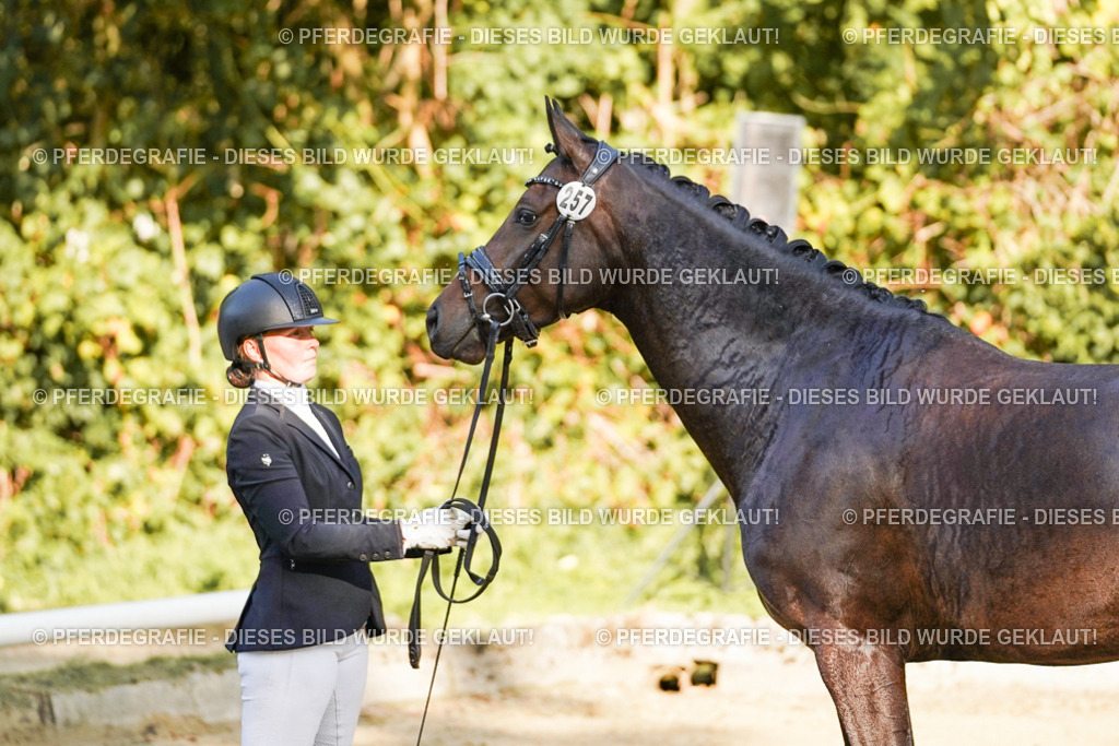 DSC05902 | Pferdegrafie