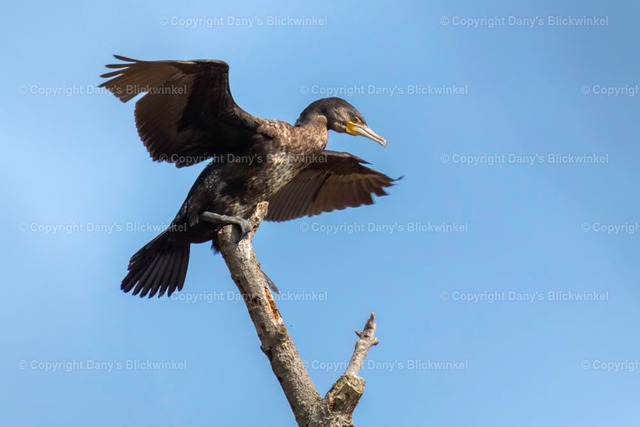 2019124 | Tierfotografie, Tierkalender, Tierbilder, Insekten, Spinnen, Vögel, Schmetterling, Libellen, Leinwand, Colorkey, Qualität, Geschenkartikel, Geschenk - Realisiert mit Pictrs.com