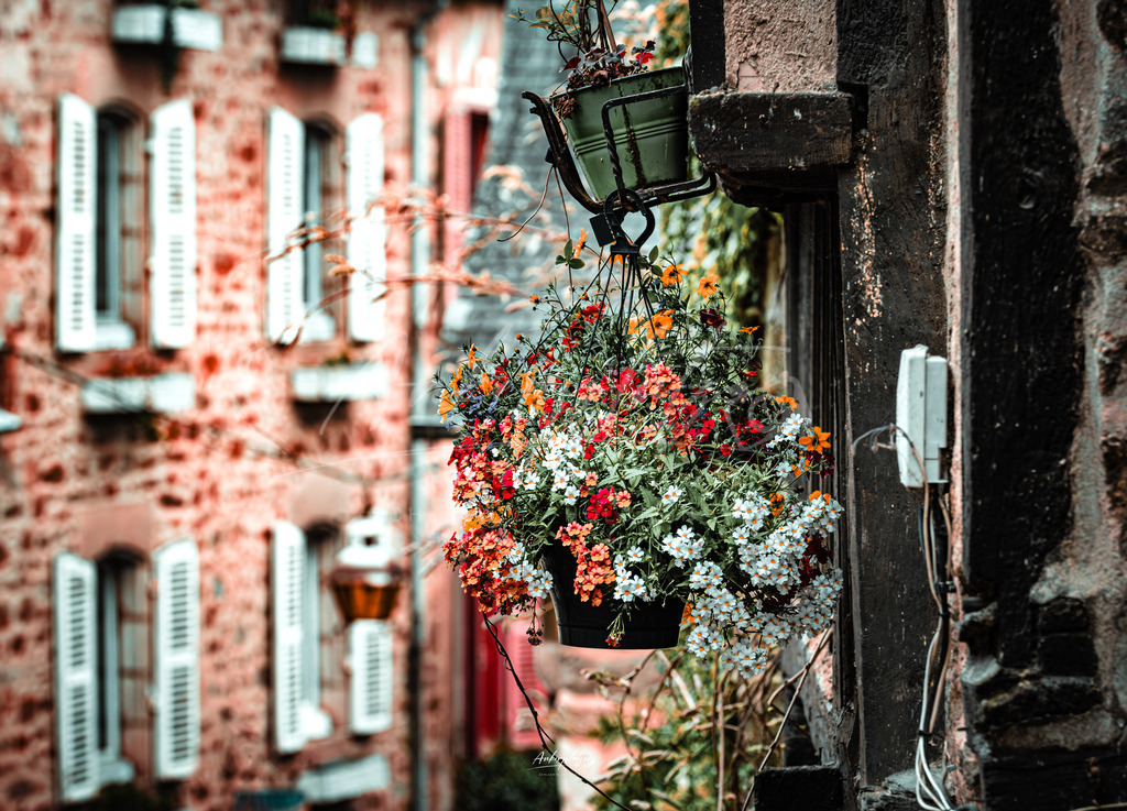 Blumen | ankerplatz-schleswig-holstein - Realisiert mit Pictrs.com