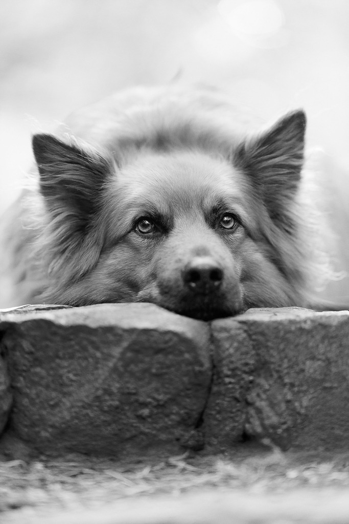 Hundefotografie in der Natur Outdoor | Hundefotografie in Bremen Nord Blumenthal von Nickbest Hundefotografie