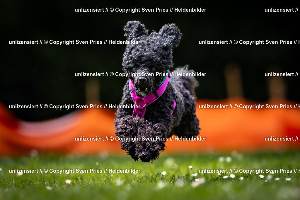 Sven Pries | 2026-05-14 - Hunderennen KA Durlach Vatertag 2026 - Realisiert mit Pictrs.com