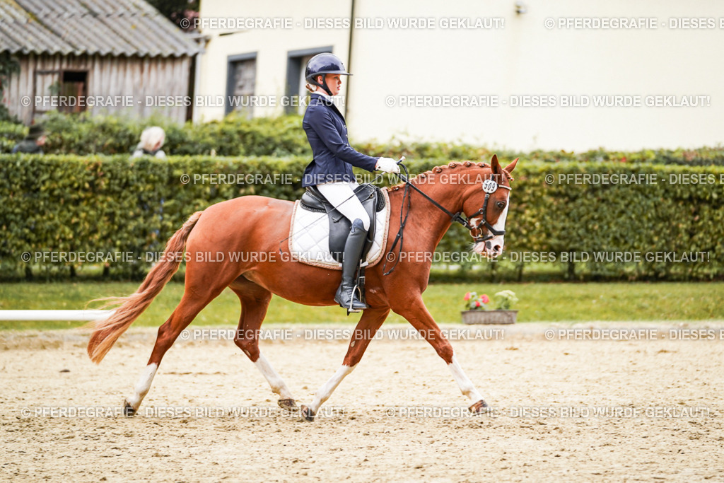 DSC08906 | Pferdegrafie