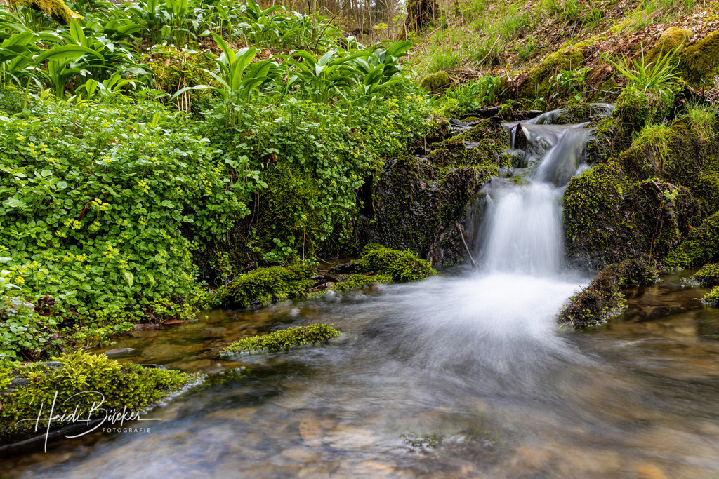Waldsiepen bei Vorwald | Bilder und Impressionen zu jeder Jahreszeit aus dem Sauerland im Naturpark Sauerland-Rothaargebirge - Realisiert mit Pictrs.com