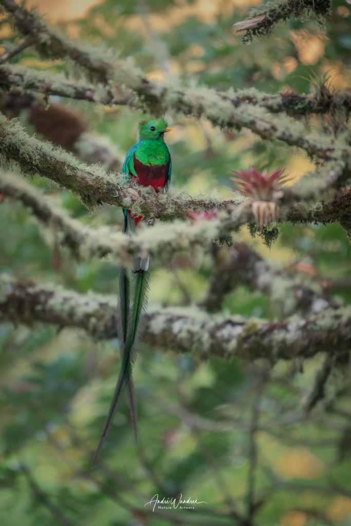 Herz des Nebelwaldes | Andre Wandrei - Nature Artworx - Realisiert mit Pictrs.com