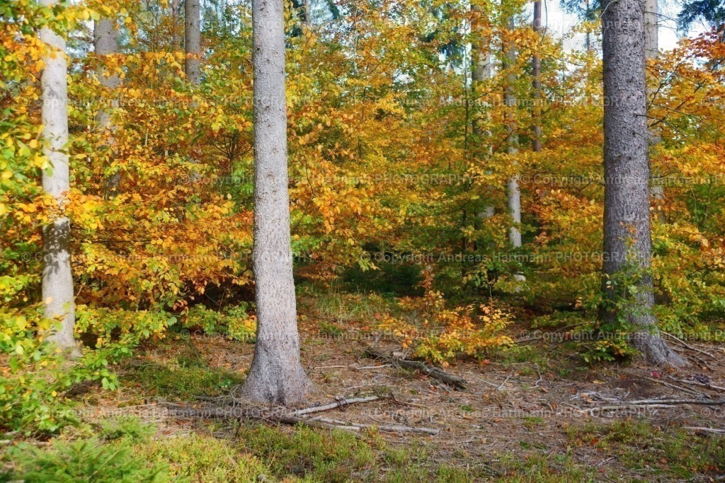 Herbstwald | Herbstwald - Realisiert mit Pictrs.com
