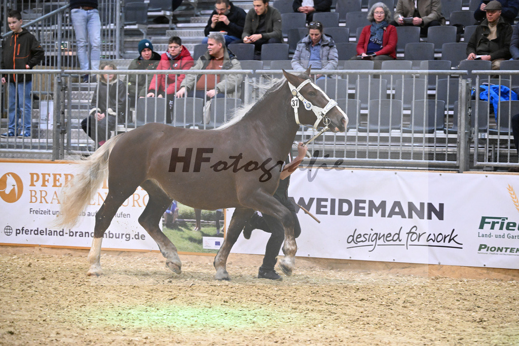 Kat-Nr. 37 Eleonora v. Valdisere_Gilg_1260552 | hf-fotografie - Realisiert mit Pictrs.com