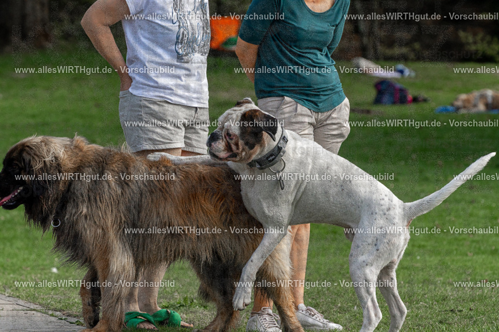 Hundeschwimmen_Volksbad_2026-allesWIRTHgut_Tierfotografie-2609061502-FAY07072 | Professionelle Tierfotografie in Mönchengladbach von Daniel Wirth (allesWIRTHgut). Liebevolle & natürliche Bilder von Hunden & Katzen für unvergessliche Erinnerungen.