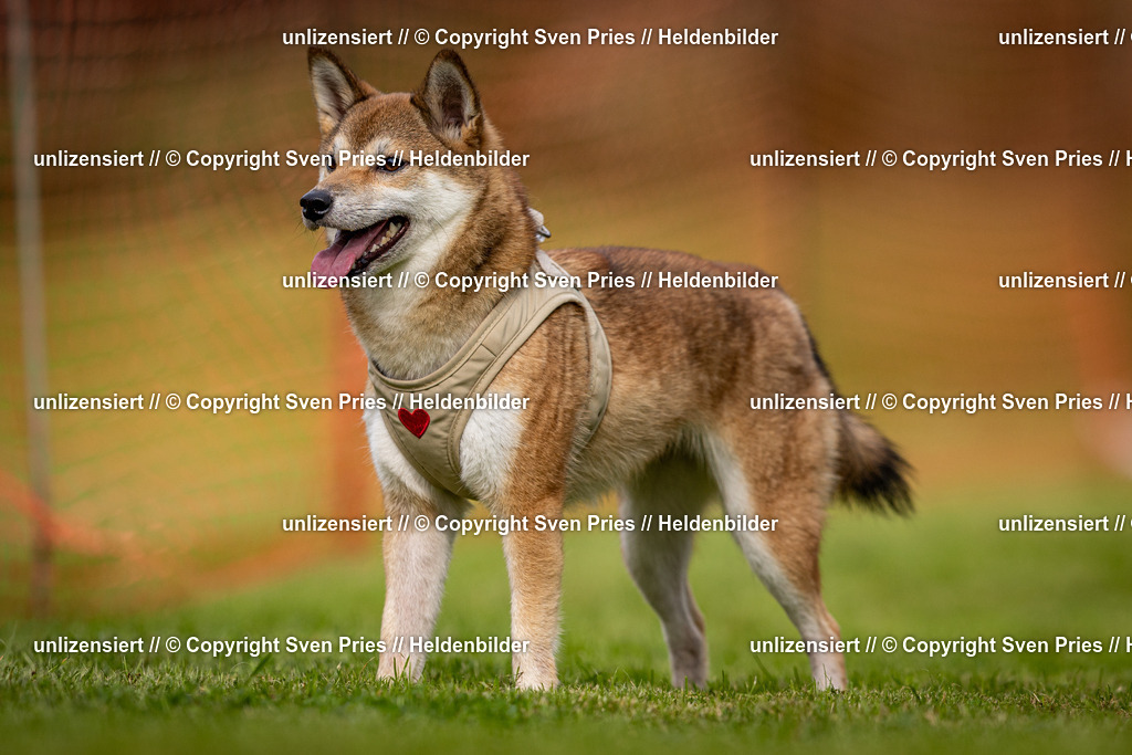 Sven Pries | 2024-09-22 - Hunderennen Baden-BadenPudelverein - Realisiert mit Pictrs.com