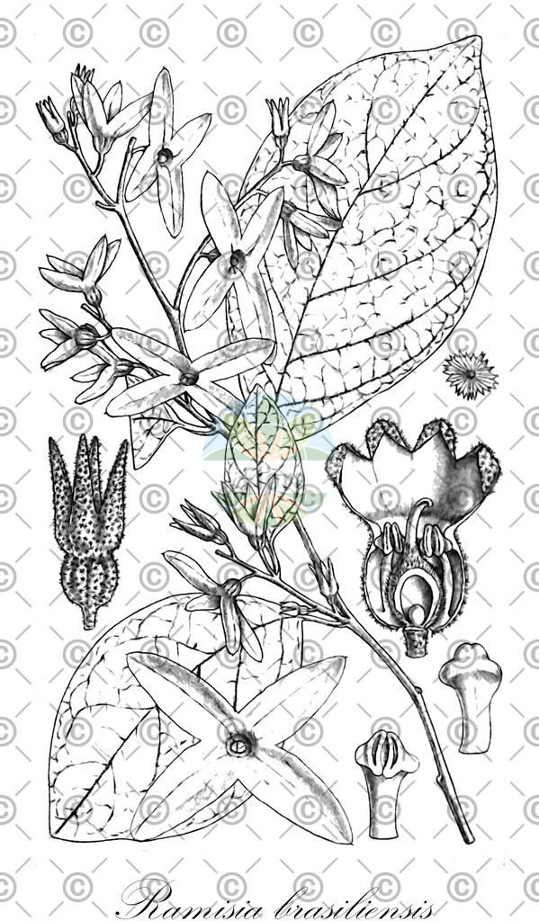 HistAbb_wfo-0000673924_1_ENZY_Simple | Historische Abbildung von Ramisia brasiliensis - Nyctaginaceae | Historical Illustration of Ramisia brasiliensis - Nyctaginaceae